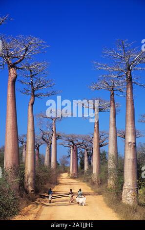 Bauernfrauen & Kinder in der Baobab Alley Morondava Madagaskar. Die Baobabs von Giant Grandidier, Adansonia grandidieri, führen während der Trockenzeit in der Nähe des westlichen Madagassa von Morondava eine Schmutzstrecke oder eine Bush-Road Stockfoto