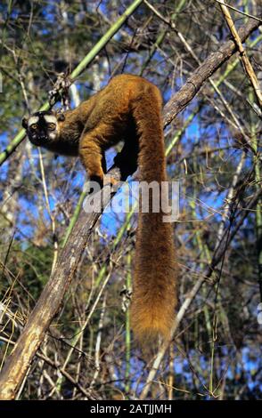 Weibliche, rot-frontierte Lemur, alias Roter-fronted Brown Lemur oder Southern Red-Fronted Brown Lemur, Eulenmur Rufifrons (früher: Eulenmur fulvus rufus), Die Buschige Tail Madagaskar zeigen Stockfoto