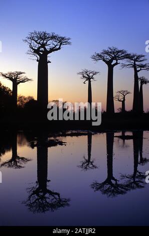 Abenddämmerung oder Sonnenuntergang über der Baobab Alley, einer Avenue von Grandidier Baobabs, Adansonia grandidieri, Die Sich während der Feuchten Jahreszeit in den Überschwemmungsgebieten in der Nähe des westlichen Morondavo in Madagaskar Niederschlug Stockfoto