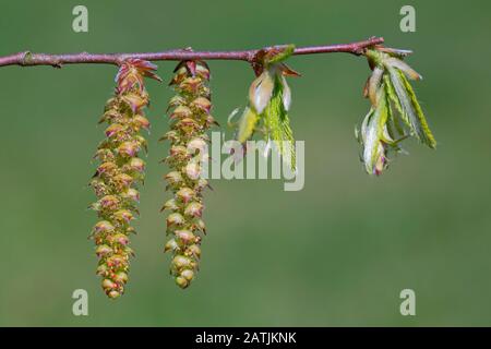 Europäischer Hainbuche/gewöhnlicher Hainbuche (Carpinus betulus) Twig mit frisch auftauchten Blättern und männlichen Catkins im Frühjahr Stockfoto