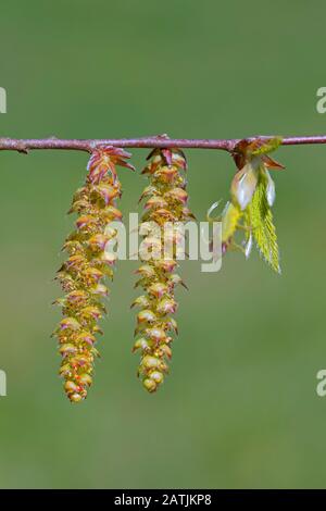 Europäischer Hainbuche/gewöhnlicher Hainbuche (Carpinus betulus) Twig mit frisch auftauchten Blättern und männlichen Catkins im Frühjahr Stockfoto