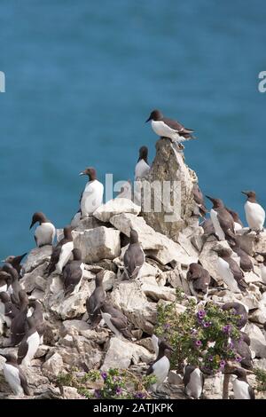 Gewöhnliche Guillemots oder gewöhnliche Murres, Uria Aalge, auf dem Meeresstapel nistende Kolonie. Castlemartin, Pembrokeshire, Wales, Großbritannien Stockfoto