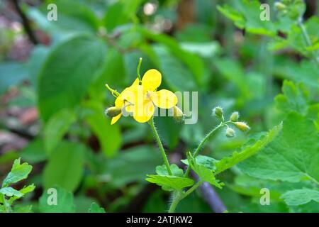 Zölienblüten auf grüner Natur verschwimmen auf der Wiese den Hintergrund. Leuchtend gelbe Blumen für Pflanzenheilkunde. Heilkraut. Stockfoto