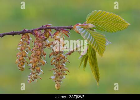 Europäischer Hainbuche/gewöhnlicher Hainbuche (Carpinus betulus) Twig mit frisch auftauchten Blättern und männlichen Catkins im Frühjahr Stockfoto