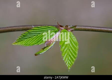 Europäische Hainbuche/gewöhnliche Hainbuche (Carpinus betulus) mit frisch auftauchtem Laub im Frühjahr Stockfoto