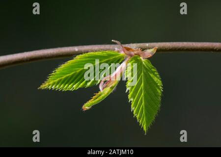 Europäische Hainbuche/gewöhnliche Hainbuche (Carpinus betulus) mit frisch auftauchtem Laub im Frühjahr Stockfoto