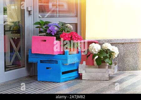 Blau, rosa und weiß gefärbte Buldenezh in Holzkisten schmücken die Fassade eines Blumenladens. Leuchtende Blumen schmücken den Eingang zum Laden. Stockfoto