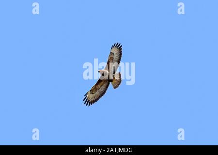 Gemeinsamer Bussard (Buteo Buteo) im Flug, der gegen den blauen Himmel aufsteigt Stockfoto