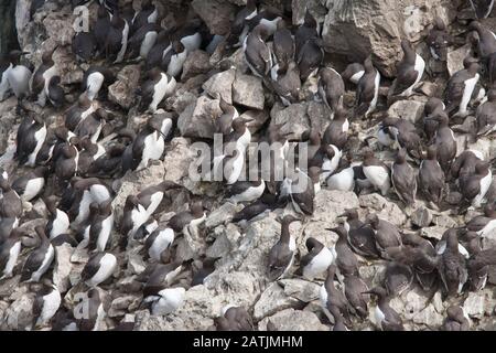 Gewöhnliche Guillemots oder gewöhnliche Murres, Uria Aalge, auf Klippen nistende Kolonie. Castlemartin, Pembrokeshire, Wales, Großbritannien Stockfoto