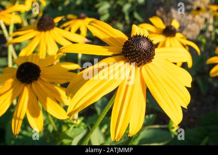 Detailansicht gelber Kegelblumen in einem Park Stockfoto
