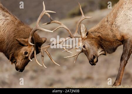 Elch, Yellowstone-Nationalpark, Wyoming, USA. Stockfoto