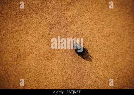Totes beatle in ausgetrocknetem rotem Wüstensand Stockfoto