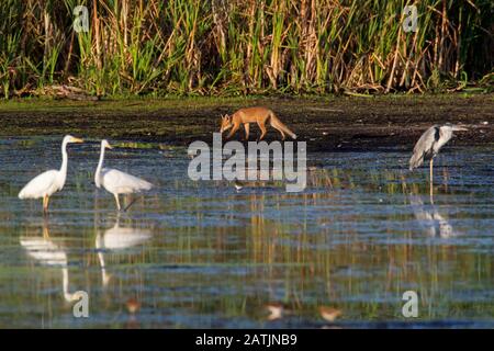 Zwei große weiße Reiher, grauer Reiher und Rotfuchs ( Vulpes vulpes) juvenile Fälschung entlang der Seeufer und Schilfbeet im Sommer Stockfoto