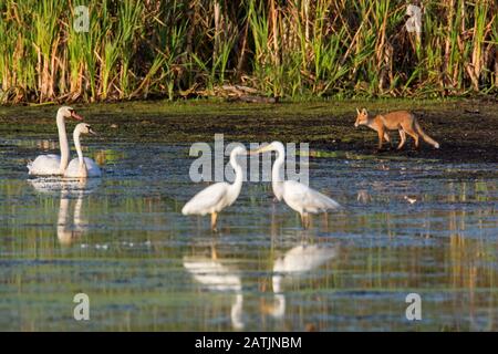 Zwei große weiße Egrettchen, ein Paar stumm geschwungener Schwäne und Rotfuchs ( Vulpes vulpes) juvenile Fälschung entlang der Seebank und Schilfbeet im Sommer Stockfoto