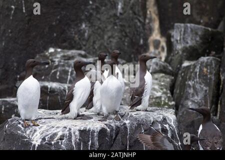 Gewöhnliche Guillemots oder gewöhnliche Murres, Uria Aalge, Gruppe von Erwachsenen, die auf Felsen stehen. Farne Islands, Northumberland, Großbritannien Stockfoto
