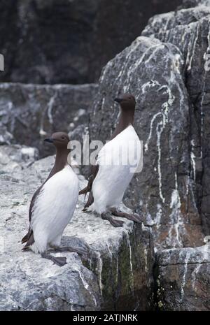 Gemeine Guillemots oder gewöhnliche Murres, Uria Aalge, Paar Erwachsene, die auf Felsen stehen. Farne Islands, Northumberland, Großbritannien Stockfoto