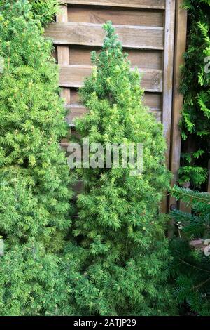 Wunderschönes Bild von Picea Glauca Conica oder Zwerg-Weiß-Fichte in einem Garten Stockfoto