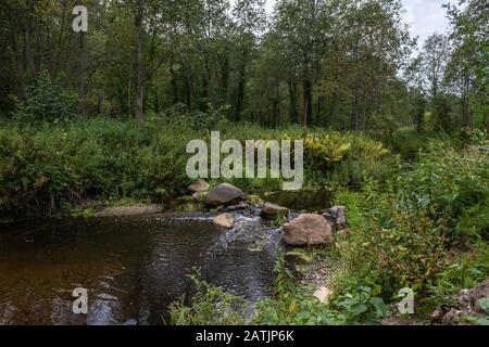 Ein kleiner Fluss mit großen Steinen unter grünen dichten Bäumen und Sträuchern an einem Sommertag. Stockfoto