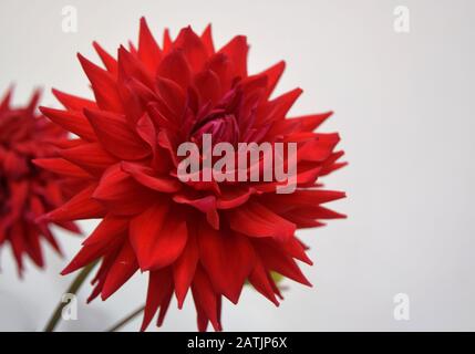 Zwei rote Dahlien Stockfoto