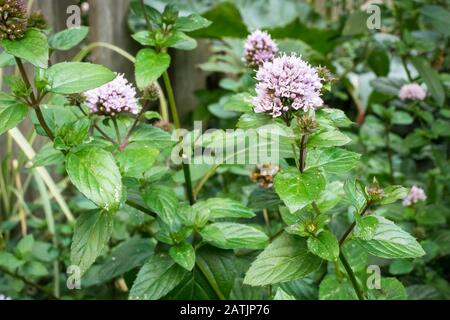 Blühende Pfefferminze (Mentha piperita) Pflanzen in einem Garten Stockfoto
