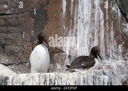 Gemeine Guillemots oder gewöhnliche Murres, Uria Aalge, Paar Erwachsene, die auf Guano bedeckten Felsen ruhen. Farne Islands, Northumberland, Großbritannien Stockfoto