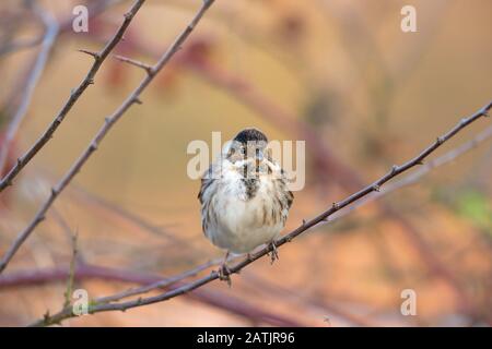 Vorderansicht Nahaufnahme des wilden männlichen britischen Schilfbundvogels (Emberiza schoeniclus) im Wintergefieders, isoliert im Freien auf Ast perchend. Britische Vögel. Stockfoto