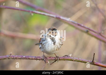 Vorderansicht Nahaufnahme des wilden männlichen britischen Schilfbundvogels (Emberiza schoeniclus) im Wintergefieders, isoliert im Freien auf Ast perchend. Britische Vögel. Stockfoto