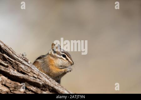 Chipmunk, Wyoming, USA Stockfoto