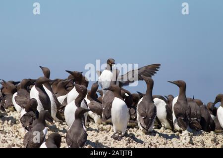 Gewöhnliche Guillemots oder gewöhnliche Murres, Uria Aalge, Nistkolonie. Farne Islands, Northumberland, Großbritannien Stockfoto