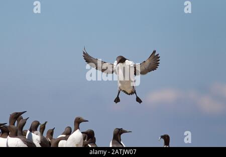 Gemeine Guillemots oder gewöhnliche Murres, Uria Aalge, einzelne Erwachsene Landung in Nistkolonie. Farne Islands, Northumberland, Großbritannien Stockfoto