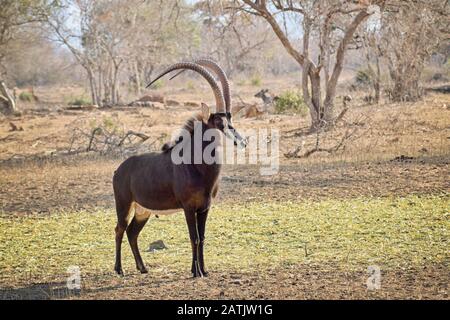 Junger Sable Bullen mit großem Geweih auf der Savnah in Sounth Africa unter der Sonne Stockfoto