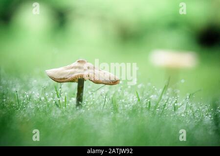 Pilze auf grünem Rasen im Herbst mit Tau im Gras an einem frühen Morgen Stockfoto