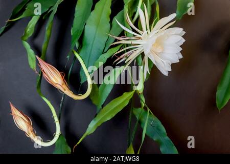 Zwei Knospen und eine weiße Blüte der Königin der Nacht (Epiphyllum oxypetalum) Kakteenpflanze, nächtliches Aufblühen, mit charmanter, zwitterhaft duftender Lärchen Stockfoto