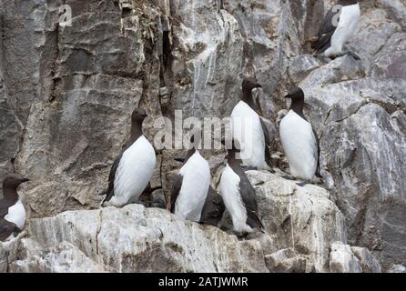 Gewöhnliche Guillemots oder gewöhnliche Murres, Uria Aalge, Gruppe von Erwachsenen, die auf Felsen stehen. Bass Rock, Schottland. Stockfoto