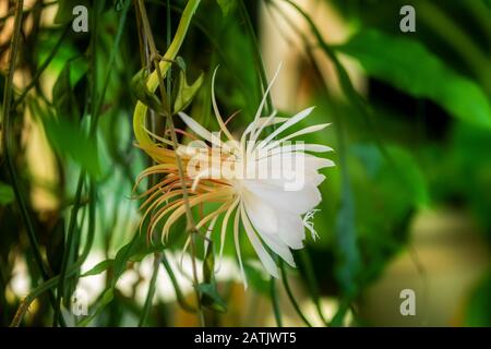 Eine weiße Blüte der Königin der Nacht (Epiphyllum oxypetalum), Kakteenpflanze, nächtliches Aufblühen, mit charmanter, betörend duftender großer weißer Blüte Stockfoto