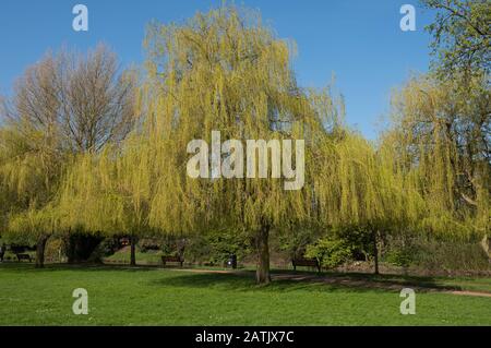 Weeping Willow Tree (Salix x sepulcralis 'Chrysocoma') am Ufer des Flusses Avon in der Town of Stratford upon Avon in Warwickshire, England, Großbritannien Stockfoto