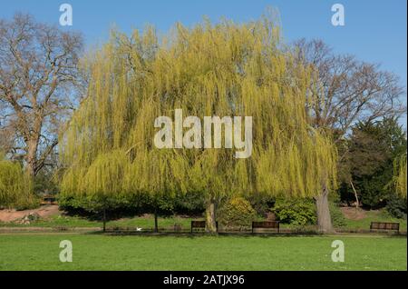 Weeping Willow Tree (Salix x sepulcralis 'Chrysocoma') am Ufer des Flusses Avon in der Town of Stratford upon Avon in Warwickshire, England, Großbritannien Stockfoto