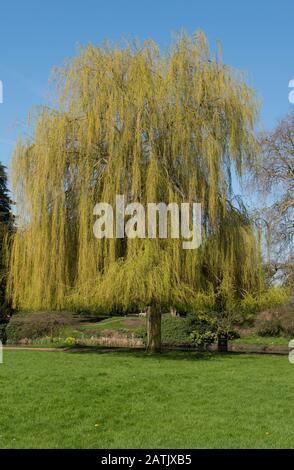 Weeping Willow Tree (Salix x sepulcralis 'Chrysocoma') am Ufer des Flusses Avon in der Town of Stratford upon Avon in Warwickshire, England, Großbritannien Stockfoto