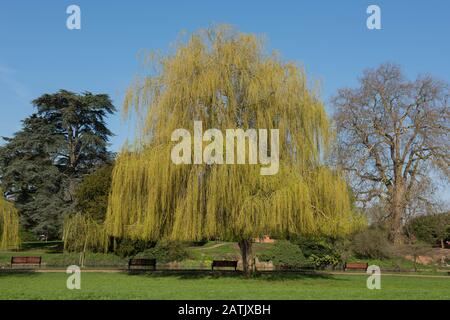 Weeping Willow Tree (Salix x sepulcralis 'Chrysocoma') am Ufer des Flusses Avon in der Town of Stratford upon Avon in Warwickshire, England, Großbritannien Stockfoto