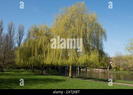 Weeping Willow Tree (Salix x sepulcralis 'Chrysocoma') am Ufer des Flusses Avon in der Town of Stratford upon Avon in Warwickshire, England, Großbritannien Stockfoto