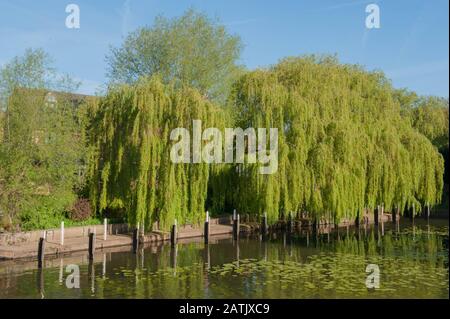 Weeping Willow Tree (Salix x sepulcralis 'Chrysocoma') am Ufer des Flusses Avon in der Town of Stratford upon Avon in Warwickshire, England, Großbritannien Stockfoto
