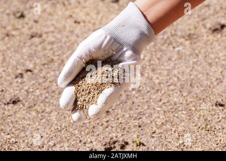 Säen von Getreide. Eine Frau mit Handschuhfund sät Grassamen. Stockfoto