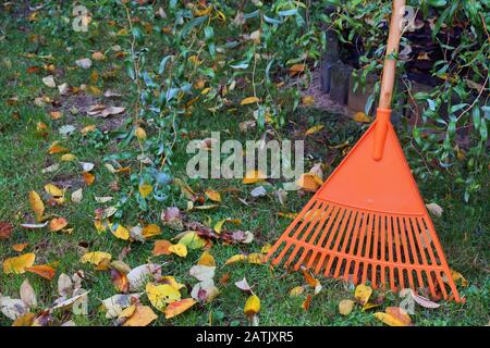 Belaubter Rasen, Rechen an den Baum gelehnt. Herbstreinigung. Stockfoto