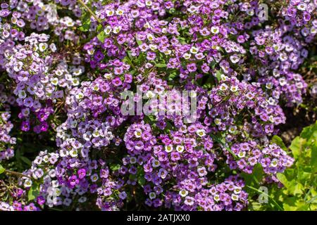 Lobularia blüht mit lila lila kleinen Blumen. Gartendekoration blühende Pflanzen, Gartendekoration Rasen. Hintergrund - Draufsicht Stockfoto