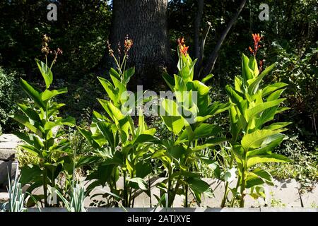 Canna indica, allgemein bekannt als Indian Shot, Afrikanische Pfeilwurzel, essbare Kanüle, violette Pfeilwurzel, Sierra Leone Pfeilwurzel. Eine Pflanze mit schönen Blättern. Stockfoto