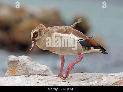 Egyptian Goose (Alopochen aegyptiaca) Erwachsene, die im November in starkem Wind am Westkaper, Südafrika, auf dem Felsen spazieren Stockfoto