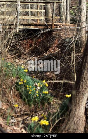 Narzissen wachsen am Rande eines Baches im Wald. Virginia, USA Stockfoto