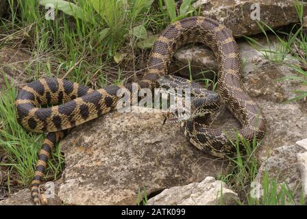 Bull Snake Pituophis Catenifer Sayi, Mittwestern USA, von A. B. Sheldon/Dembinsky Photo Assoc Stockfoto