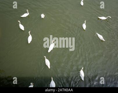 Wildvogel. Ein weißer Schwan schwimmt im Wasser. Draufsicht auf eine Gruppe von Wildschwänen, die auf dem See schwimmen. Stockfoto