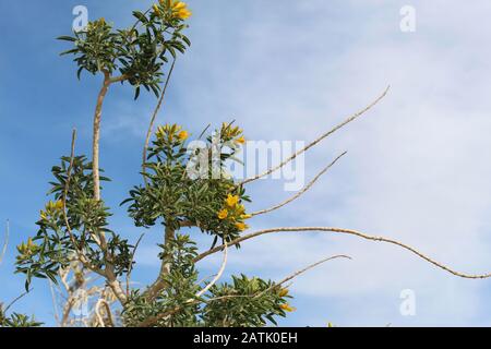 Die Exhudierung von Phytochemikalien, die als sekundäre Verbindungen bekannt sind, die Pflanzenelfenbein von Insekten abschrecken, ist Bladderpod, Peritoma Arborea, ein in der südlichen Mojave-Wüste heimischer Herkunft. Stockfoto